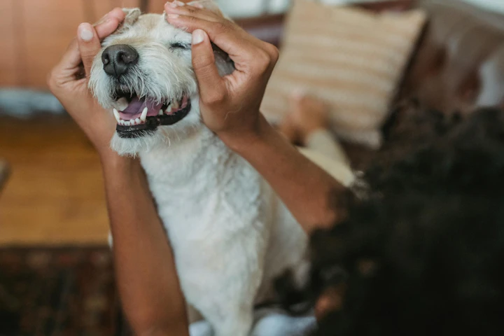 犬,要求吠え,飼い主,直し方,対処法