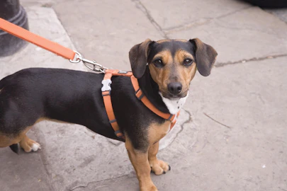 犬の首輪どれが良い？首輪を変えるだけで散歩が楽になるかものアイキャッチ画像