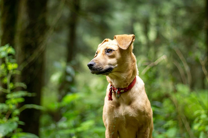 犬,咬む,原因,対処法,サイン