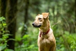 犬,咬む,原因,対処法,サイン