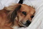 犬,咬む,原因,対処法,サイン