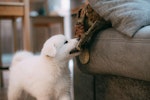 犬,散歩,ストレス解消,運動不足,遊び