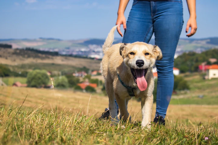 犬,散歩,ストレス解消,運動不足,遊び