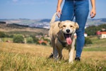犬,散歩,ストレス解消,運動不足,遊び