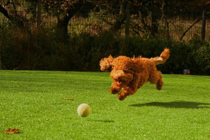 犬,散歩,ストレス解消,運動不足,遊び