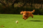 犬,散歩,ストレス解消,運動不足,遊び