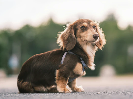 【獣医師監修】冷静な対処が大切！犬のてんかん発作の症状や治療法のアイキャッチ画像