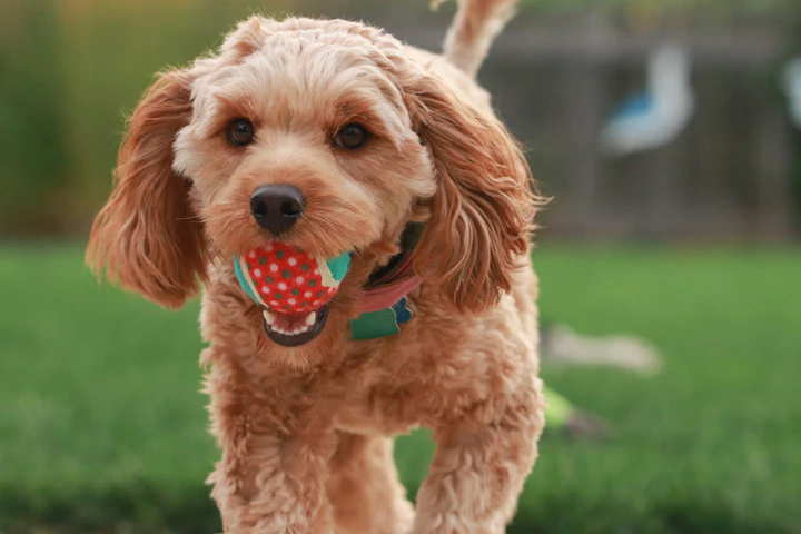 犬,おもちゃ,所有欲,おやつ,もってこい遊び