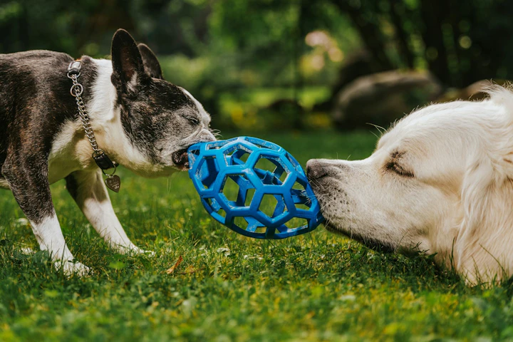 犬,おもちゃ,所有欲,おやつ,もってこい遊び