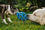 犬,おもちゃ,所有欲,おやつ,もってこい遊び