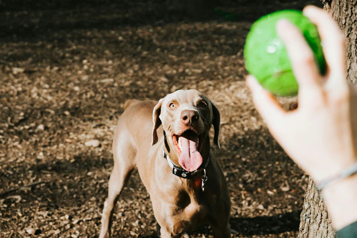 犬,おもちゃ,所有欲,おやつ,もってこい遊び