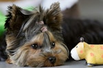 犬,おもちゃ,所有欲,おやつ,もってこい遊び