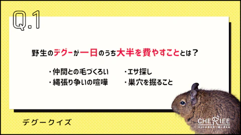 【クイズ】実はこんなに賢い!デグーの習性や能力を知ってる?のアイキャッチ画像