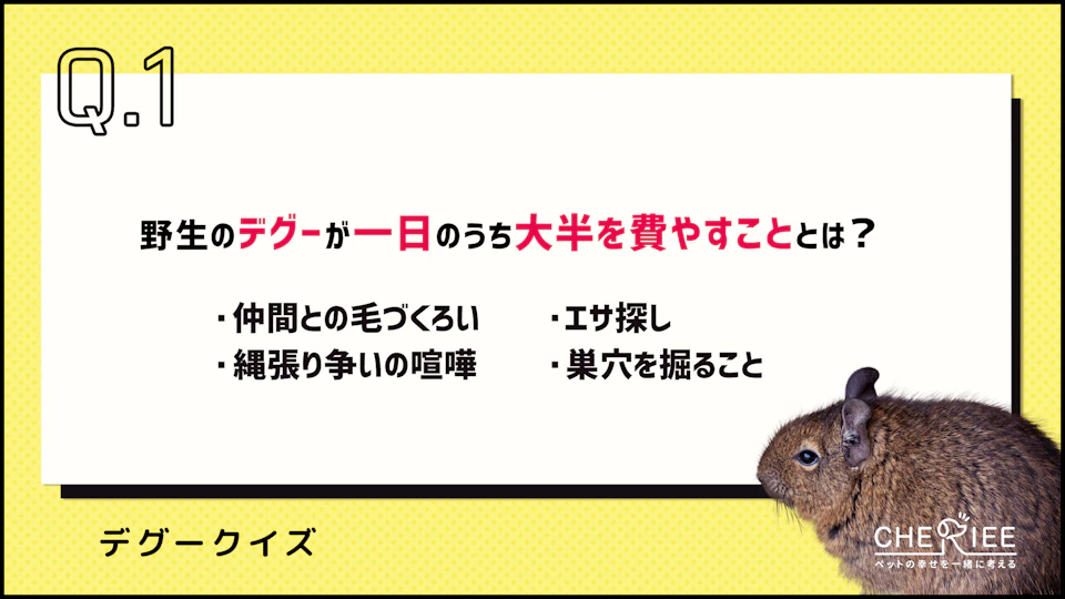【クイズ】実はこんなに賢い!デグーの習性や能力を知ってる?