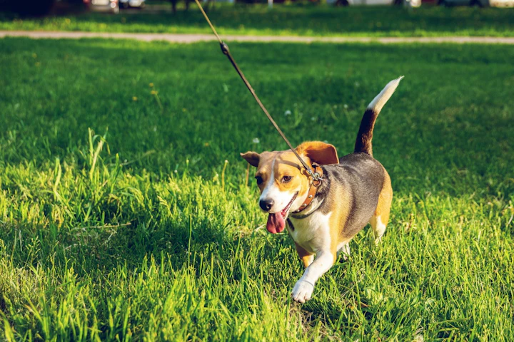 犬,引っ張り,散歩,ハーネス,リード,トレーニング