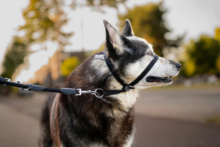 犬,引っ張り,散歩,ハーネス,リード,トレーニング