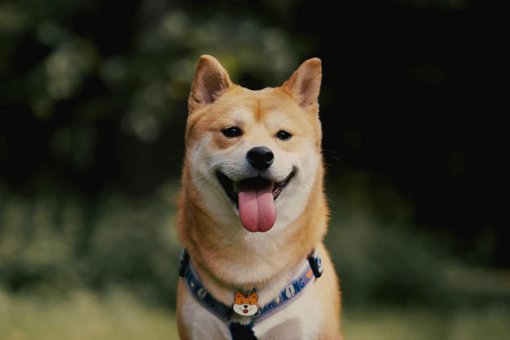 犬,ドッグラン,トラブル,飼い主,事例,対策