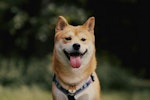 犬,ドッグラン,トラブル,飼い主,事例,対策