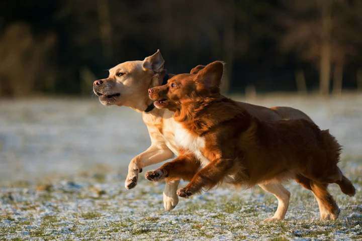 犬,ドッグラン,トラブル,飼い主,事例,対策
