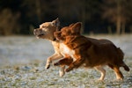 犬,ドッグラン,トラブル,飼い主,事例,対策