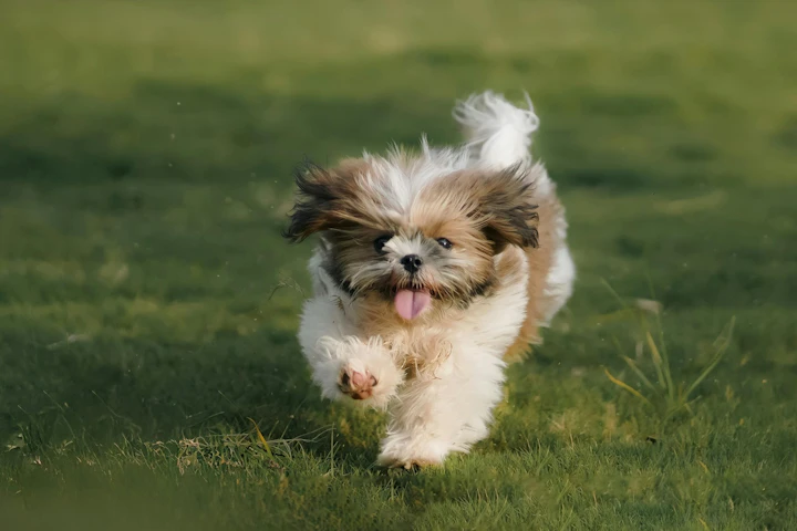 犬,ドッグラン,遊び場,保育園,幼稚園,ドッグカフェ