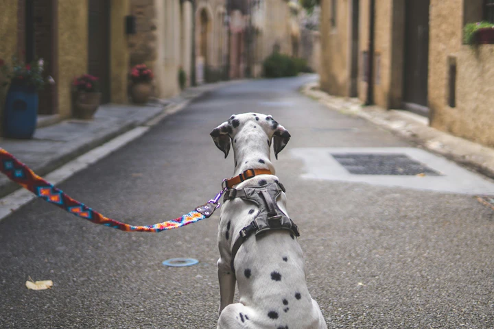 犬,ショルダーリード,散歩,肩掛け,おすすめ
