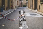 犬,ショルダーリード,散歩,肩掛け,おすすめ