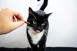 猫,おやつ,ご褒美,タイミング,栄養