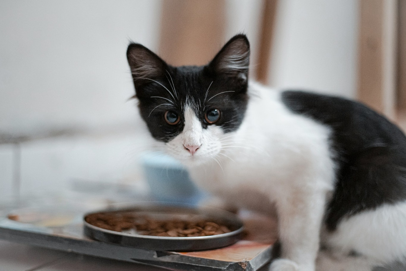 猫に有害？！酸化したキャットフードの特徴、見分け方
