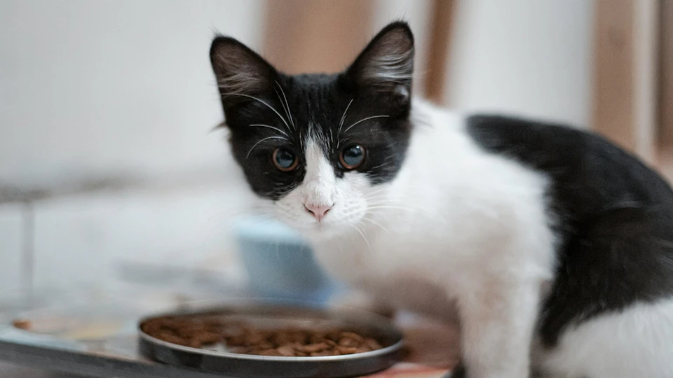 猫に有害?!酸化したキャットフードの特徴、見分け方