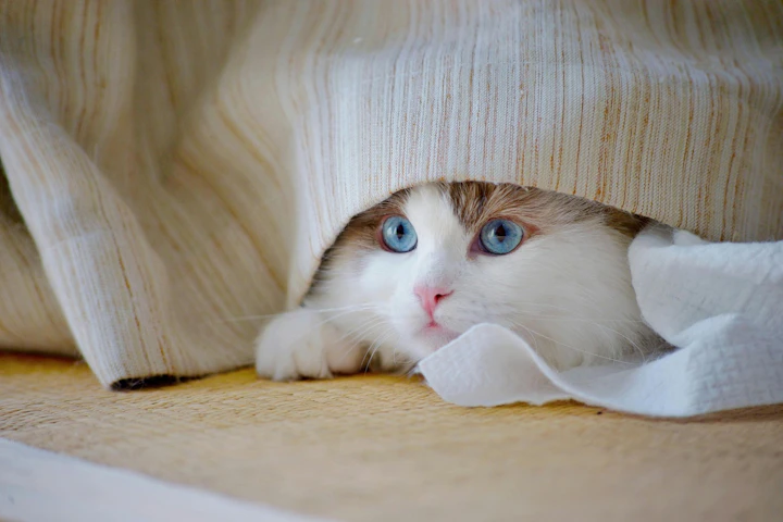 猫,ごはんを食べない,時間,目安,食欲不振,病気