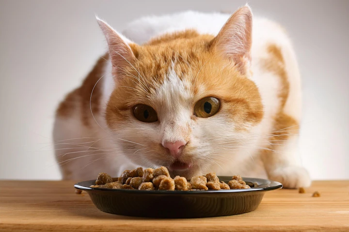 猫,ごはんを食べない,時間,目安,食欲不振,病気