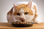 猫,ごはんを食べない,時間,目安,食欲不振,病気