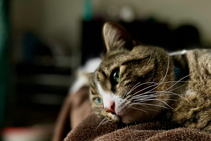 猫,ごはんを食べない,時間,目安,食欲不振,病気