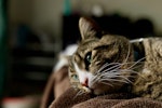 猫,ごはんを食べない,時間,目安,食欲不振,病気