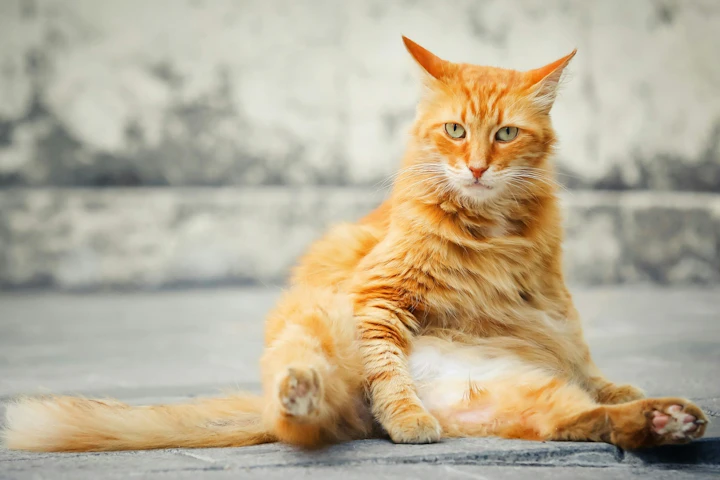 猫,ごはんを食べない,時間,目安,食欲不振,病気