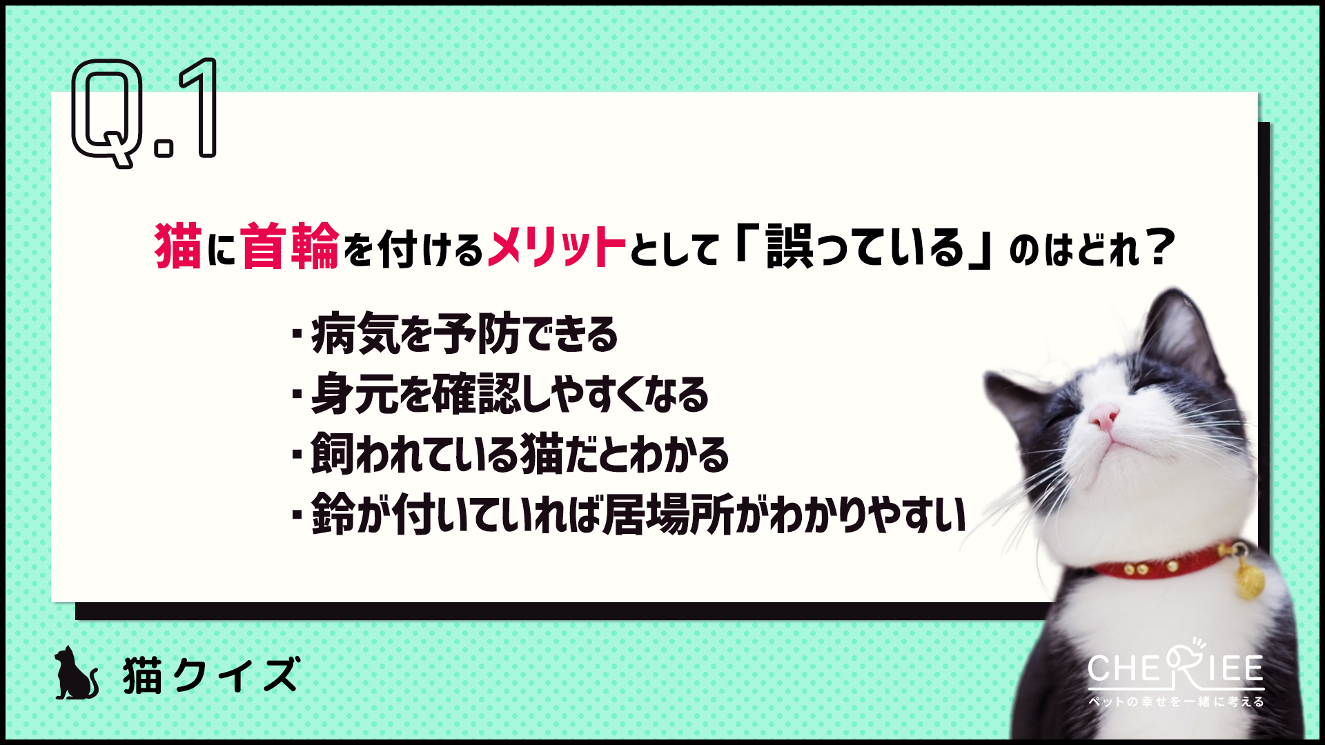 【クイズ】猫に首輪はつけるべき？メリットとデメリットとは