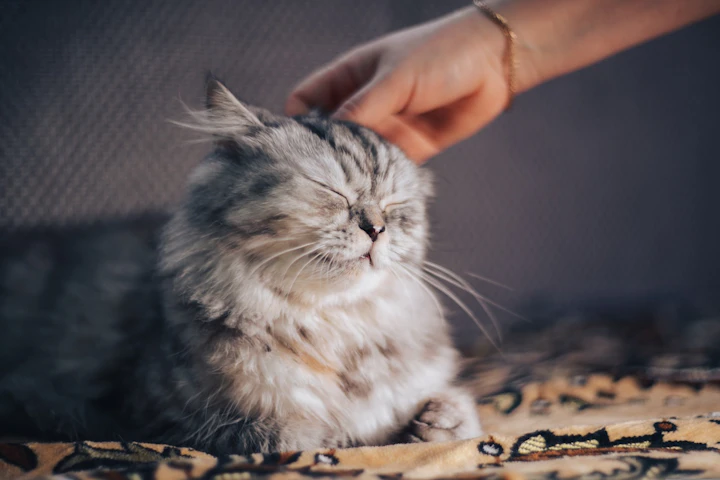 猫,肥満,太り気味,脂肪,病気
