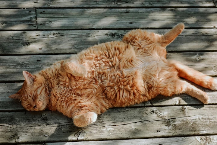 猫,肥満,太り気味,脂肪,病気