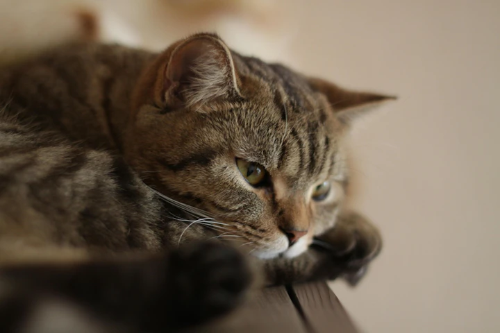 猫,肥満,太り気味,脂肪,病気