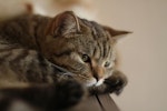 猫,肥満,太り気味,脂肪,病気