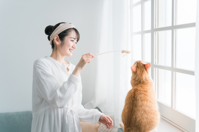 猫の遊び,ストレス,おもちゃ,グッズ,運動会