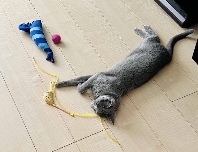 猫の遊び,ストレス,おもちゃ,グッズ,運動会