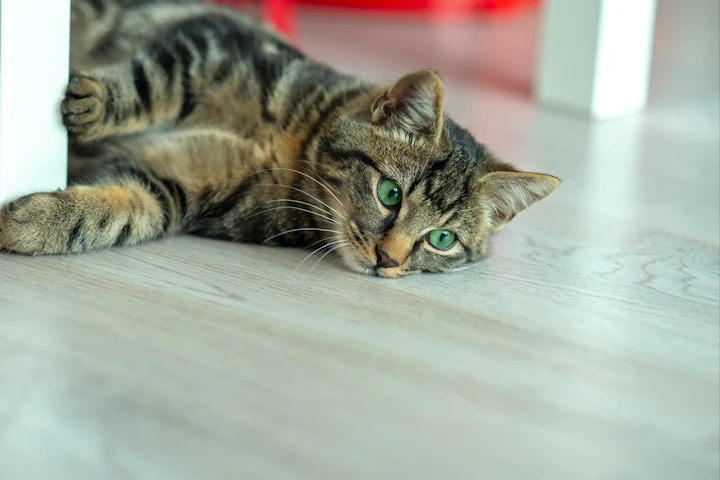 猫,ロボット掃除機,選び方,使い方,トラブル