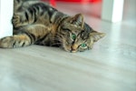 猫,ロボット掃除機,選び方,使い方,トラブル