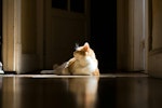 猫,ロボット掃除機,選び方,使い方,トラブル