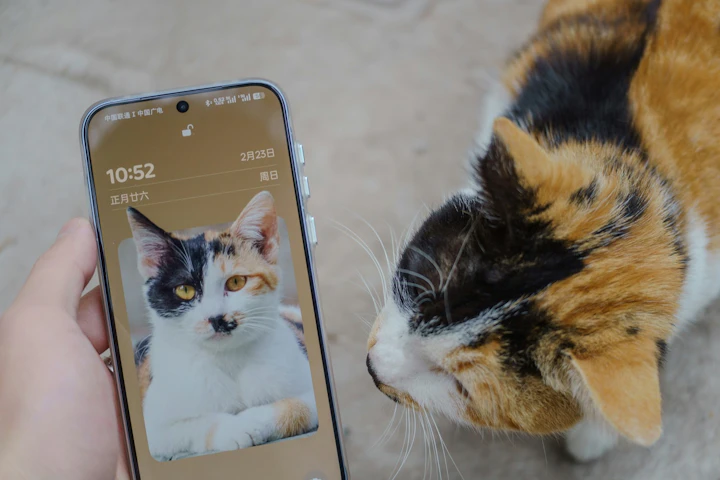 猫,写真,iPhone,検索,便利