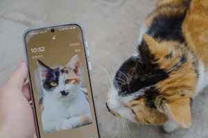 猫,写真,iPhone,検索,便利