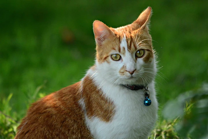 猫,首輪,迷子,室内飼い,必要