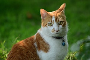 猫,首輪,迷子,室内飼い,必要